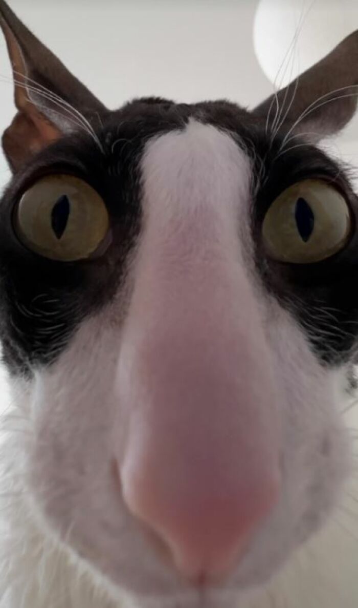 I-Am-A-Photographer-Tiktok-Trend-Funny