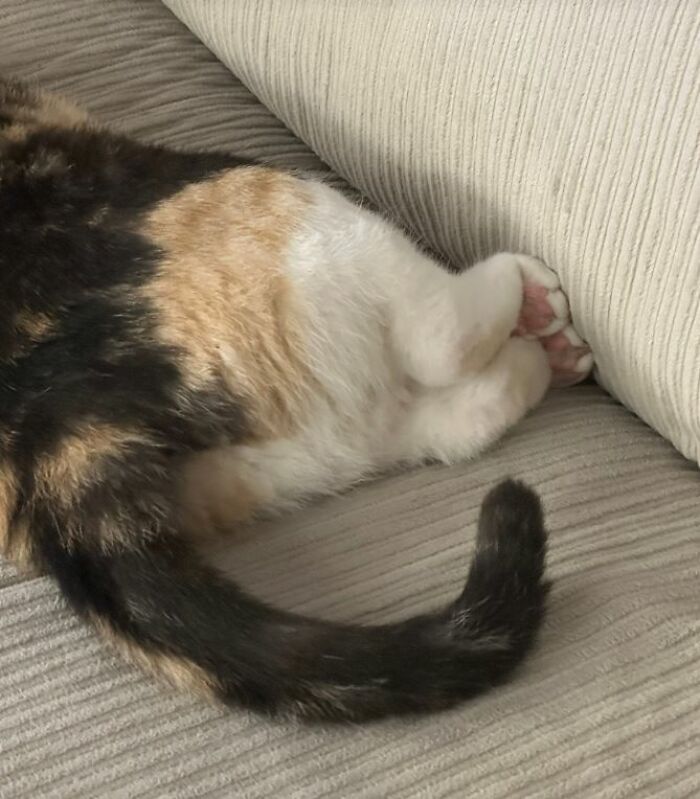 I-Am-A-Photographer-Tiktok-Trend-Funny