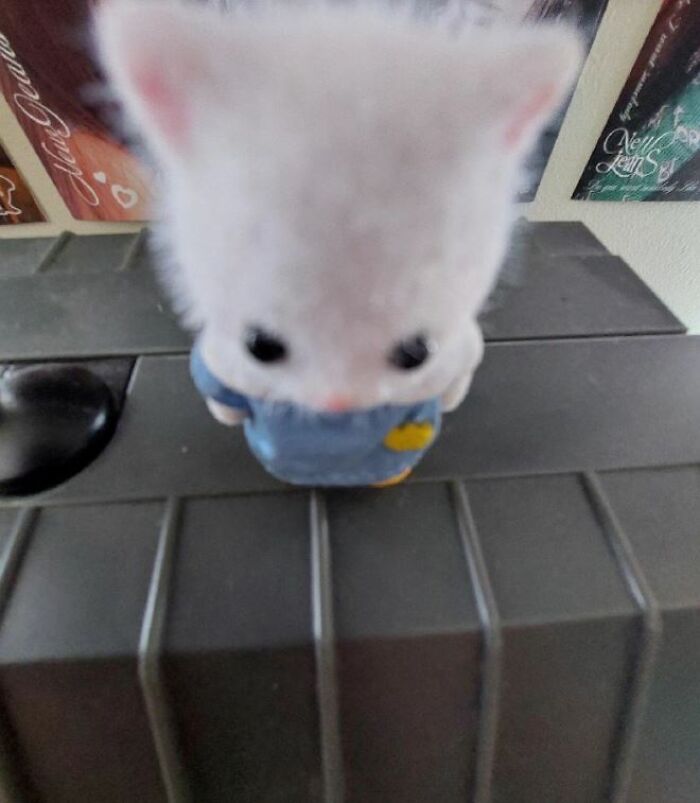 I-Am-A-Photographer-Tiktok-Trend-Funny