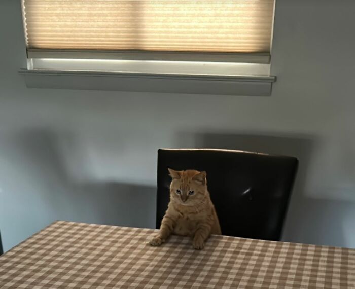 I-Am-A-Photographer-Tiktok-Trend-Funny