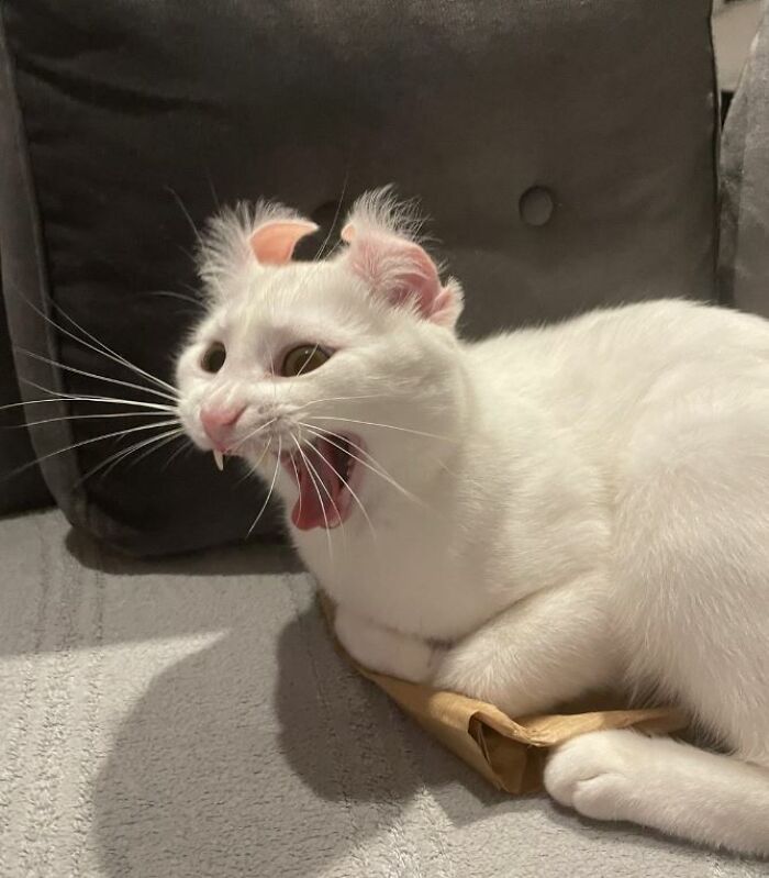 I-Am-A-Photographer-Tiktok-Trend-Funny