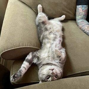 gracynnewayne avatar