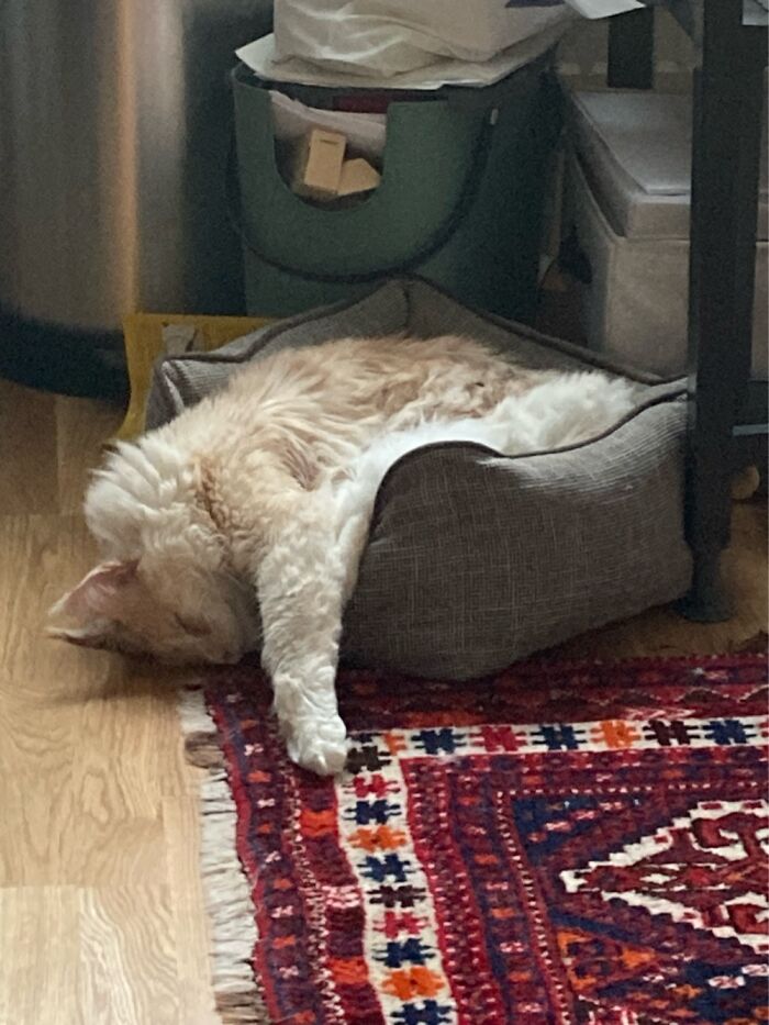 I’m Going To Use The Dogs Bed Regardless Size