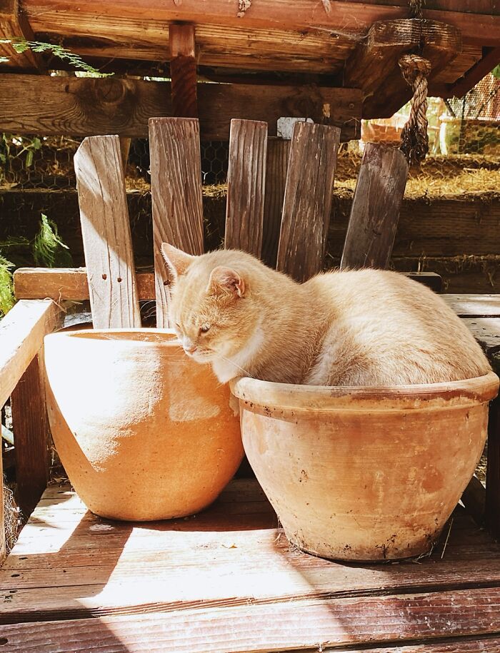 The Catnip This Year Is Excellent