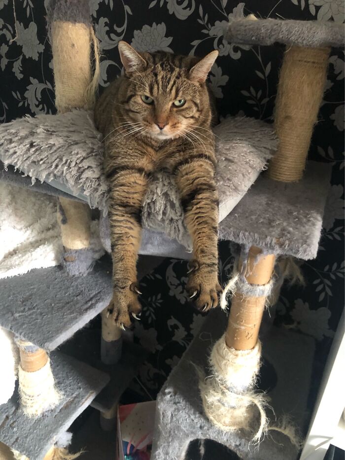 Murder Mittens Activated