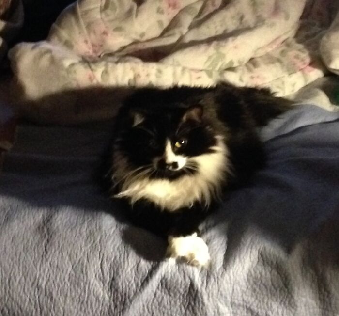 Sparkey Is The Self-Appointed Guardian Of The Bed