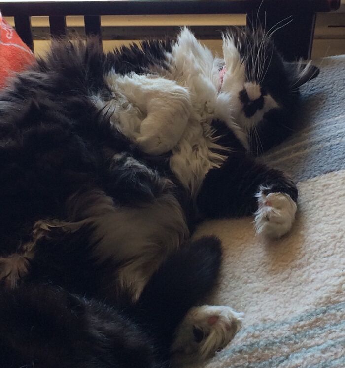 Lala Is A Mass Of Sleeping Floof