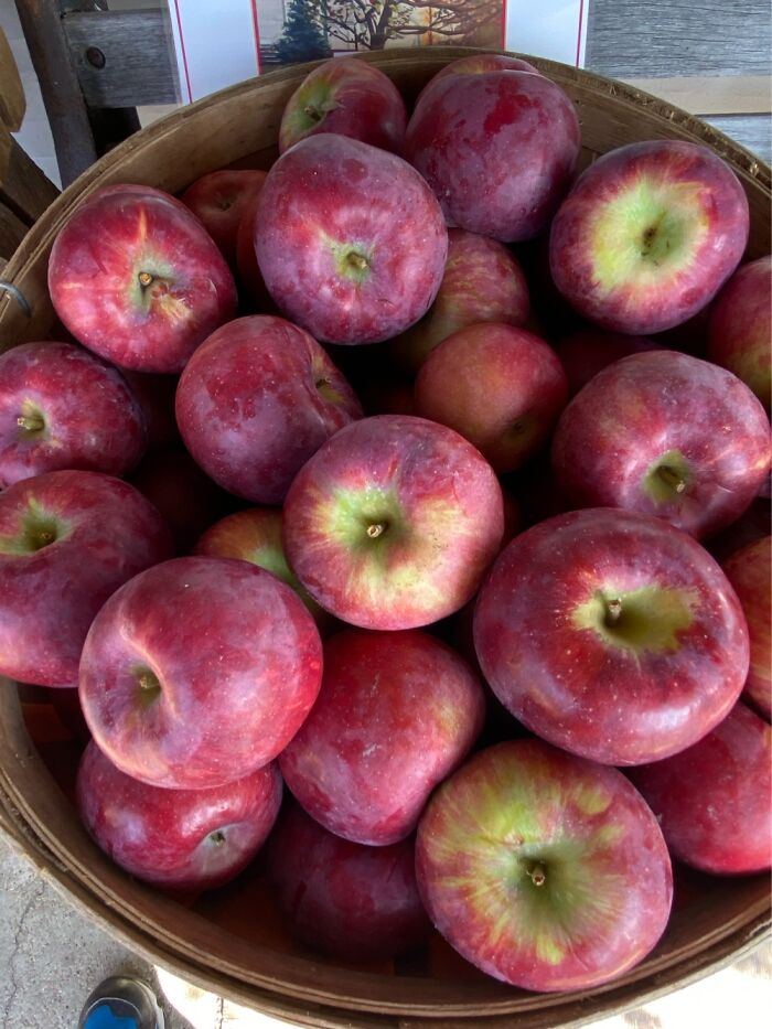 Basket Of Apples. Rural Ontario
