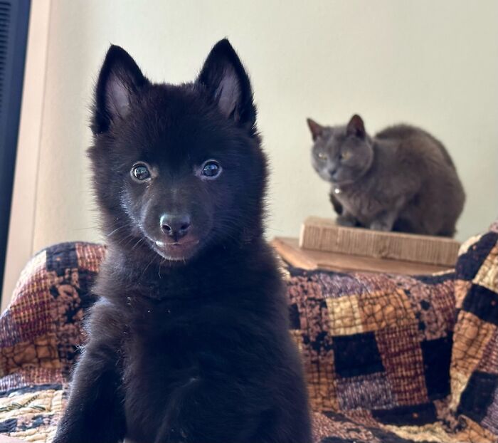 2 Month Old William With 17 Year Old Burma In The Background