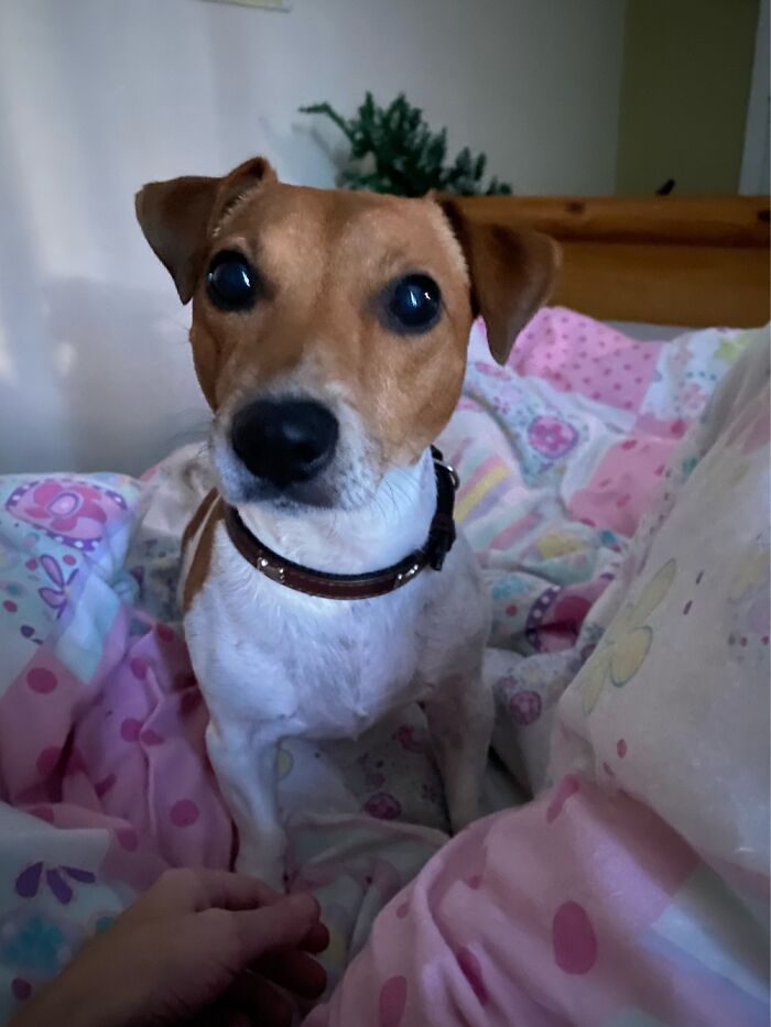 This Is Flapjack And I Adore Him! He’s 8 Years Old And Loves To Bark And Chase His Tail