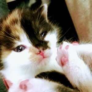 ilonazalesakova avatar