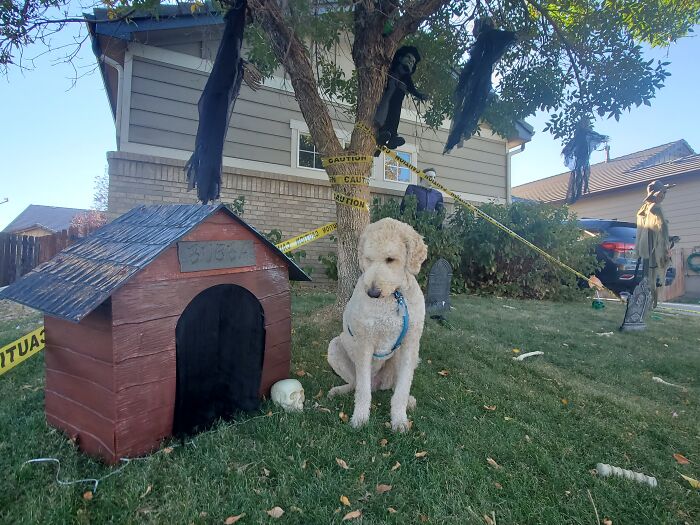 Our Dog Poses With Neighbors' Halloween Decorations (14 Pics)