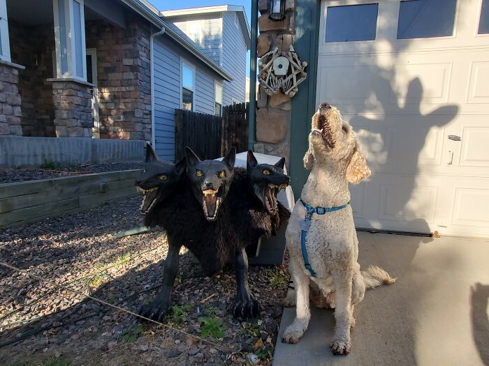 Our Dog Poses With Neighbors' Halloween Decorations (14 Pics)