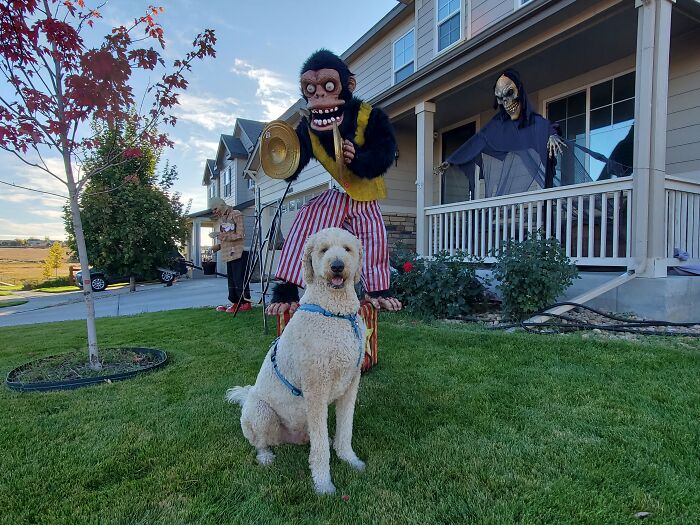 Our Dog Poses With Neighbors' Halloween Decorations (14 Pics)
