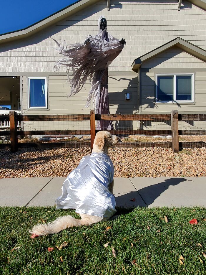 Our Dog Poses With Neighbors' Halloween Decorations (14 Pics)