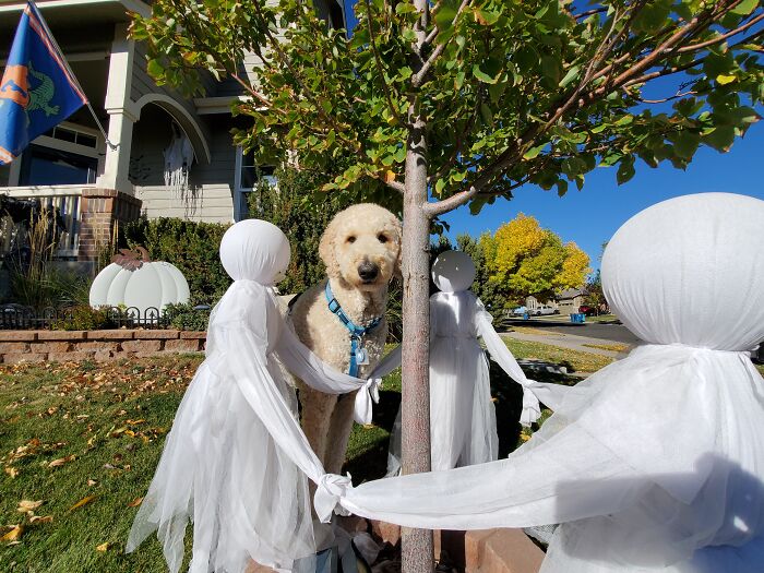Our Dog Poses With Neighbors' Halloween Decorations (14 Pics)