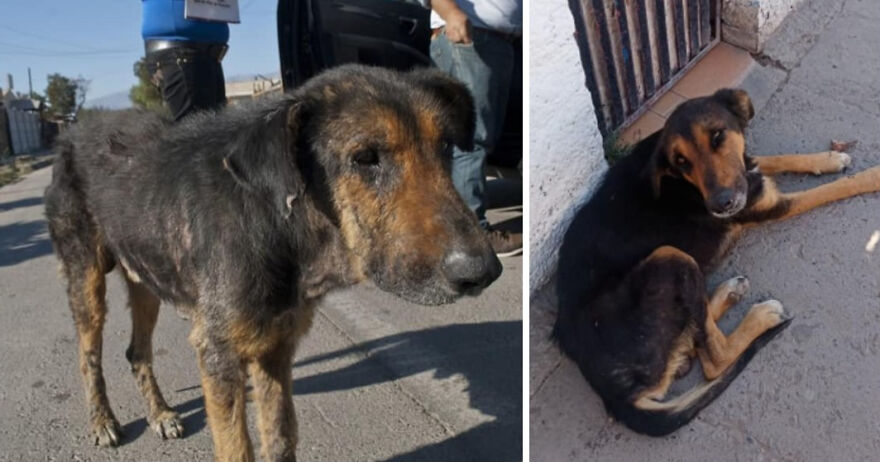 Rescued dog before and after photos