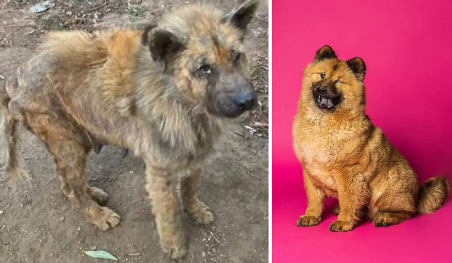 Rescued dog before and after photos
