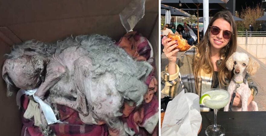 Rescued dog before and after photos