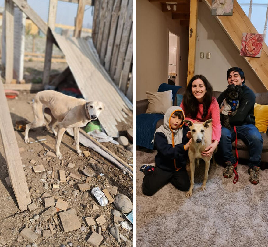 Rescued dog before and after photos