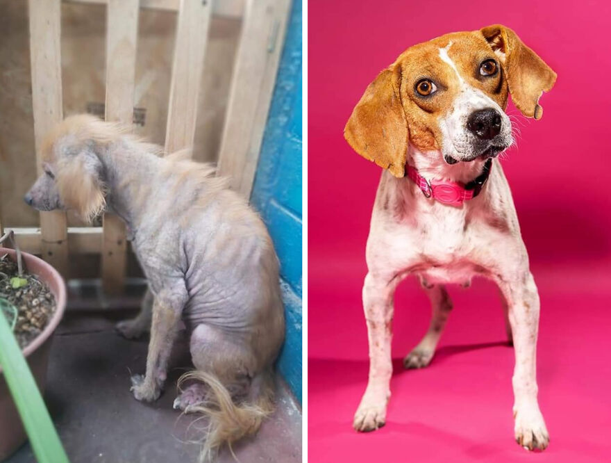 Rescued dog before and after photos