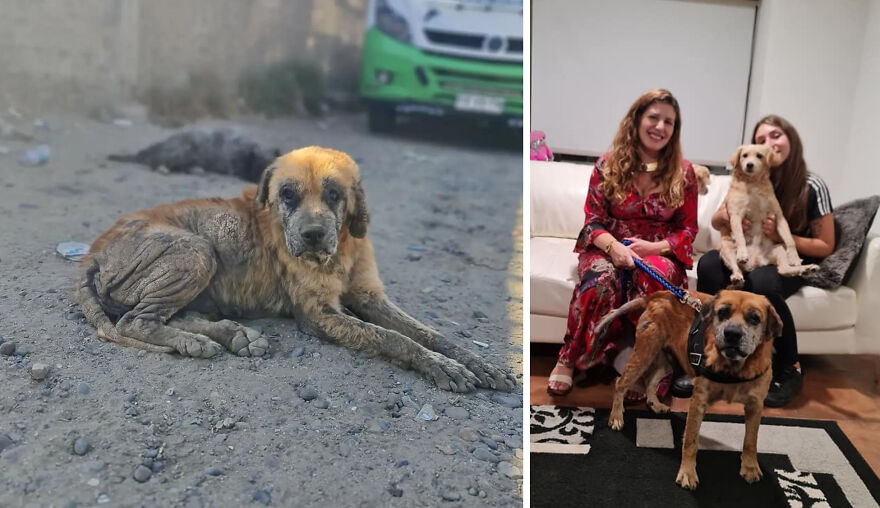 Rescued dog before and after photos