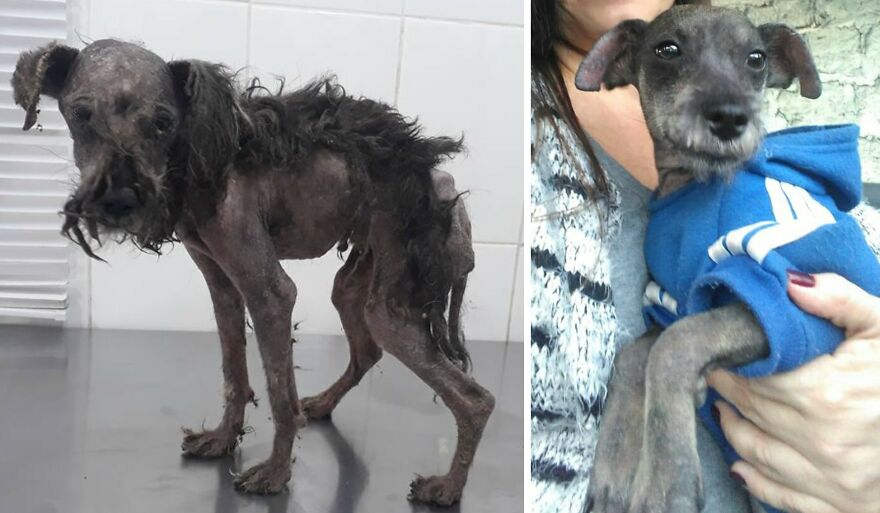 Rescued dog before and after photos