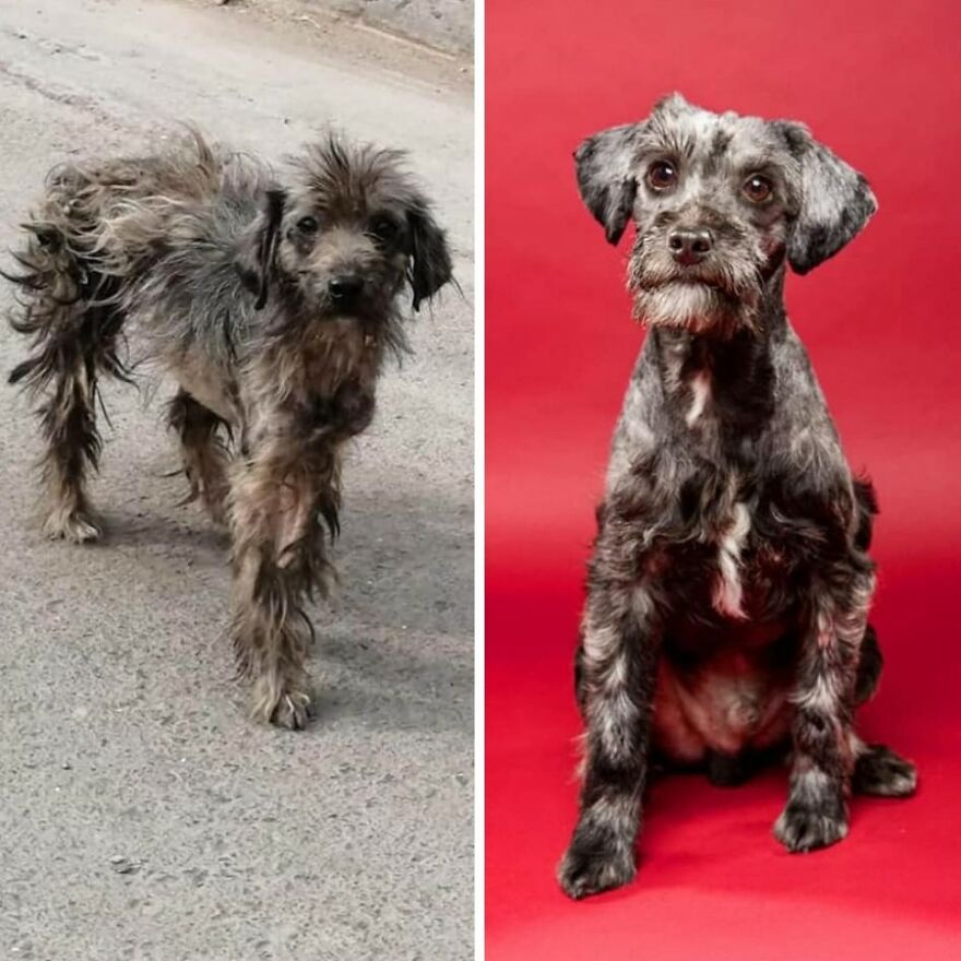 Rescued dog before and after photos