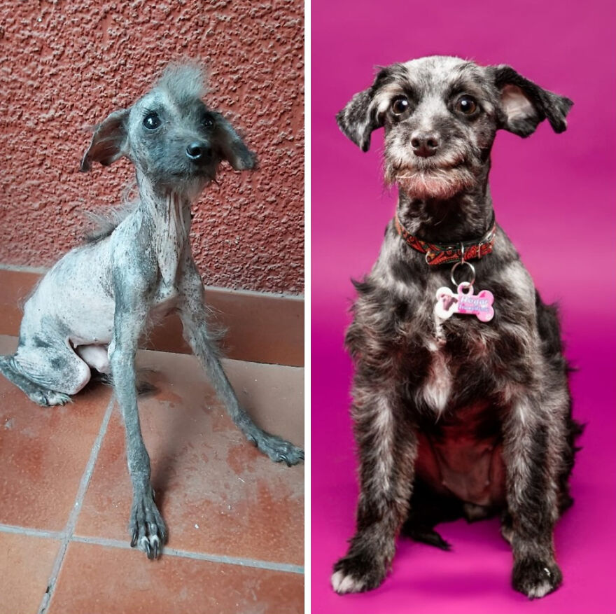 Rescued dog before and after photos