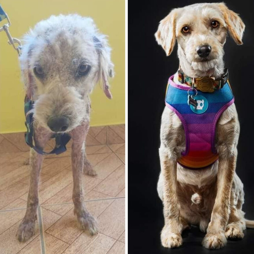 Rescued dog before and after photos