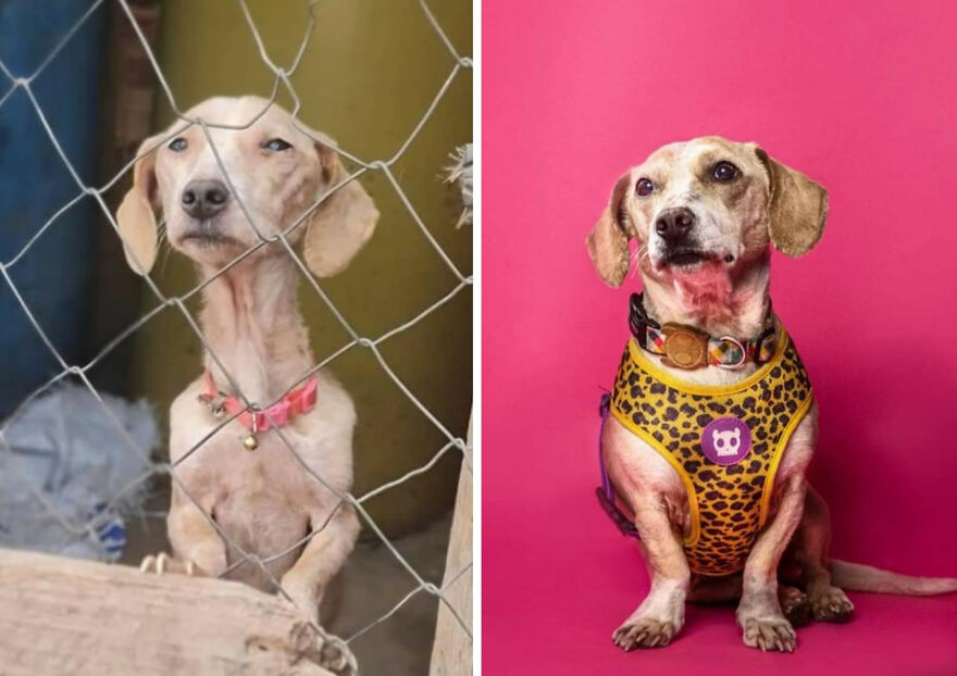 Rescued dog before and after photos