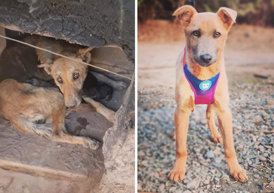 Rescued dog before and after photos