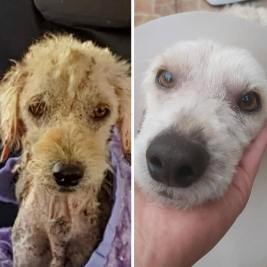 Rescued dog before and after photos