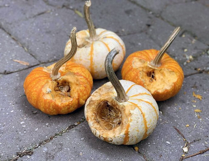 Finally Decided To Decorate My Patio For The First Time, And I Came Home From Work To See That The Squirrels Had Their Way With My Homegrown Pumpkins. Didn’t Even Last A Day