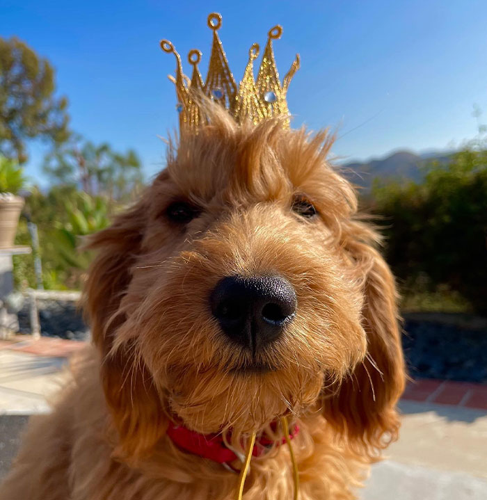 Lisa Kudrow &ldquo;Wants To Adopt Matthew Perry's Dog&rdquo; As She Shares Sad Theory Behind His Death