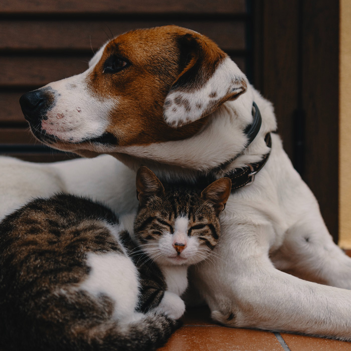 Dog and cat cuddling - 8