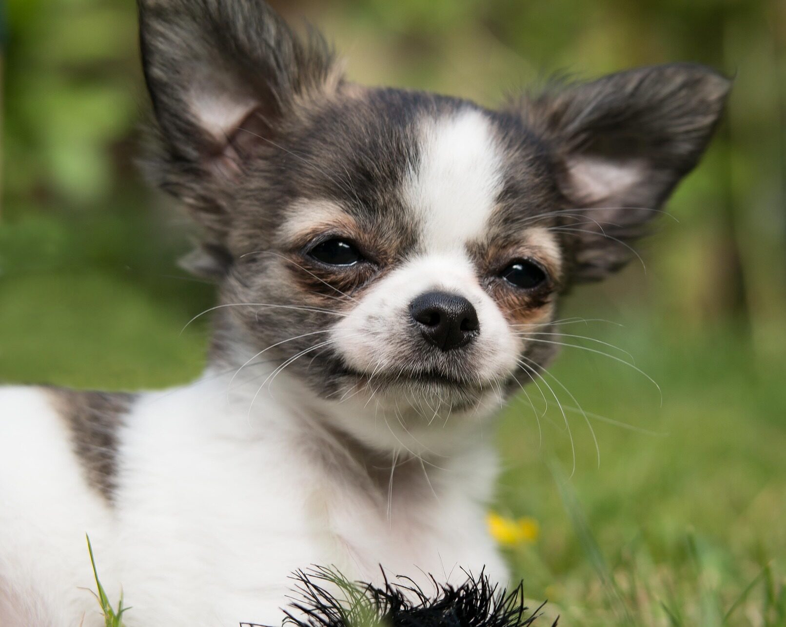 chihuahua baby dog looking chihuahua baby dog looking