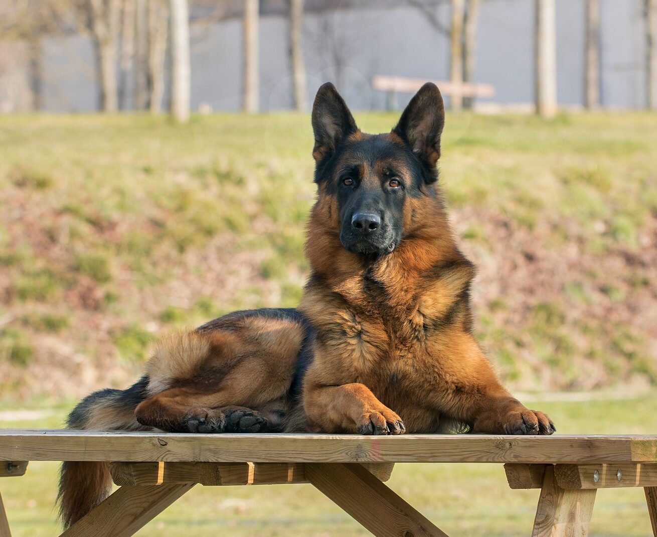 German shepherd sitting and looking German shepherd sitting and looking