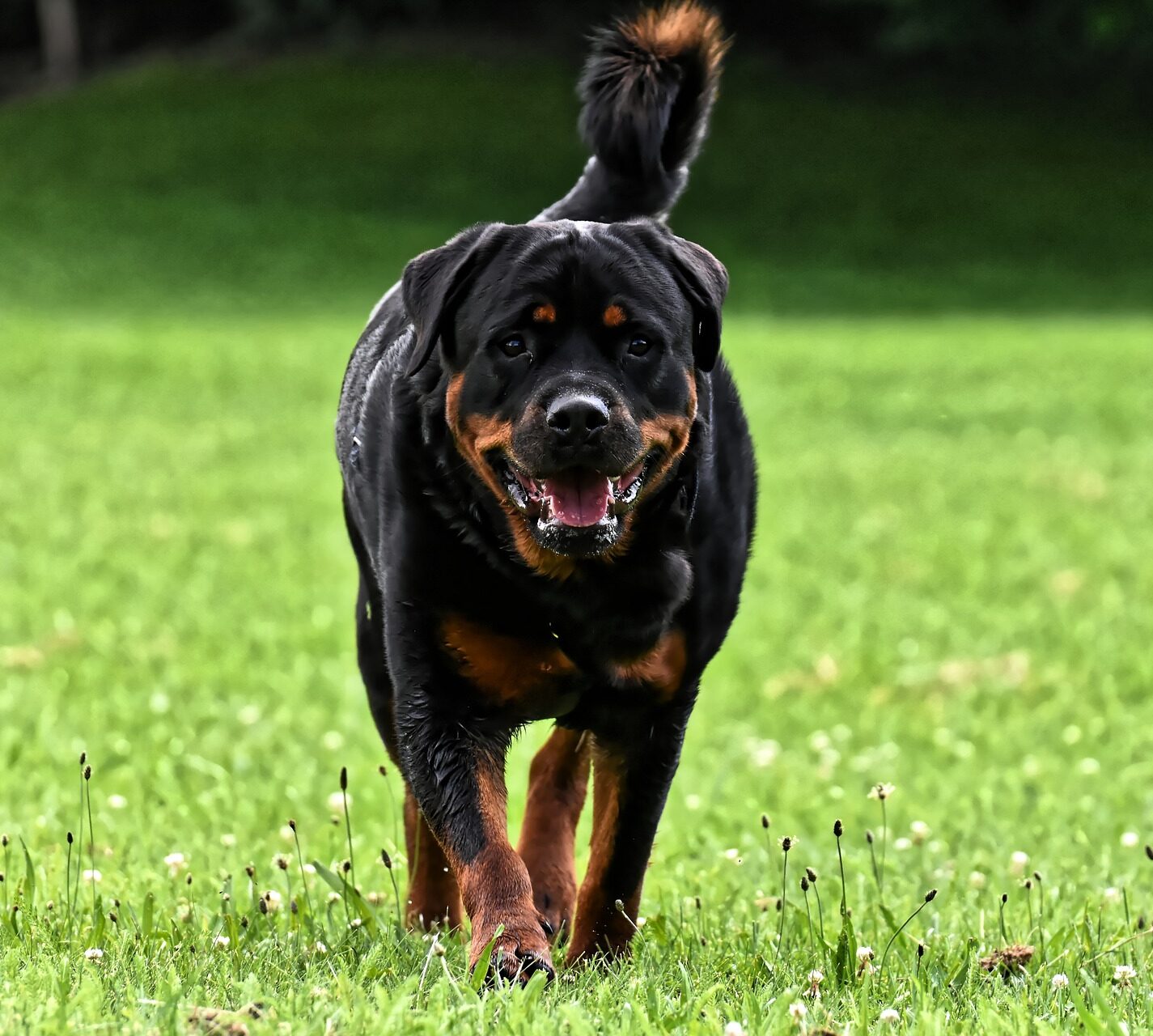 Black Rottweiler walking in the field of grass Black Rottweiler walking in the field of grass
