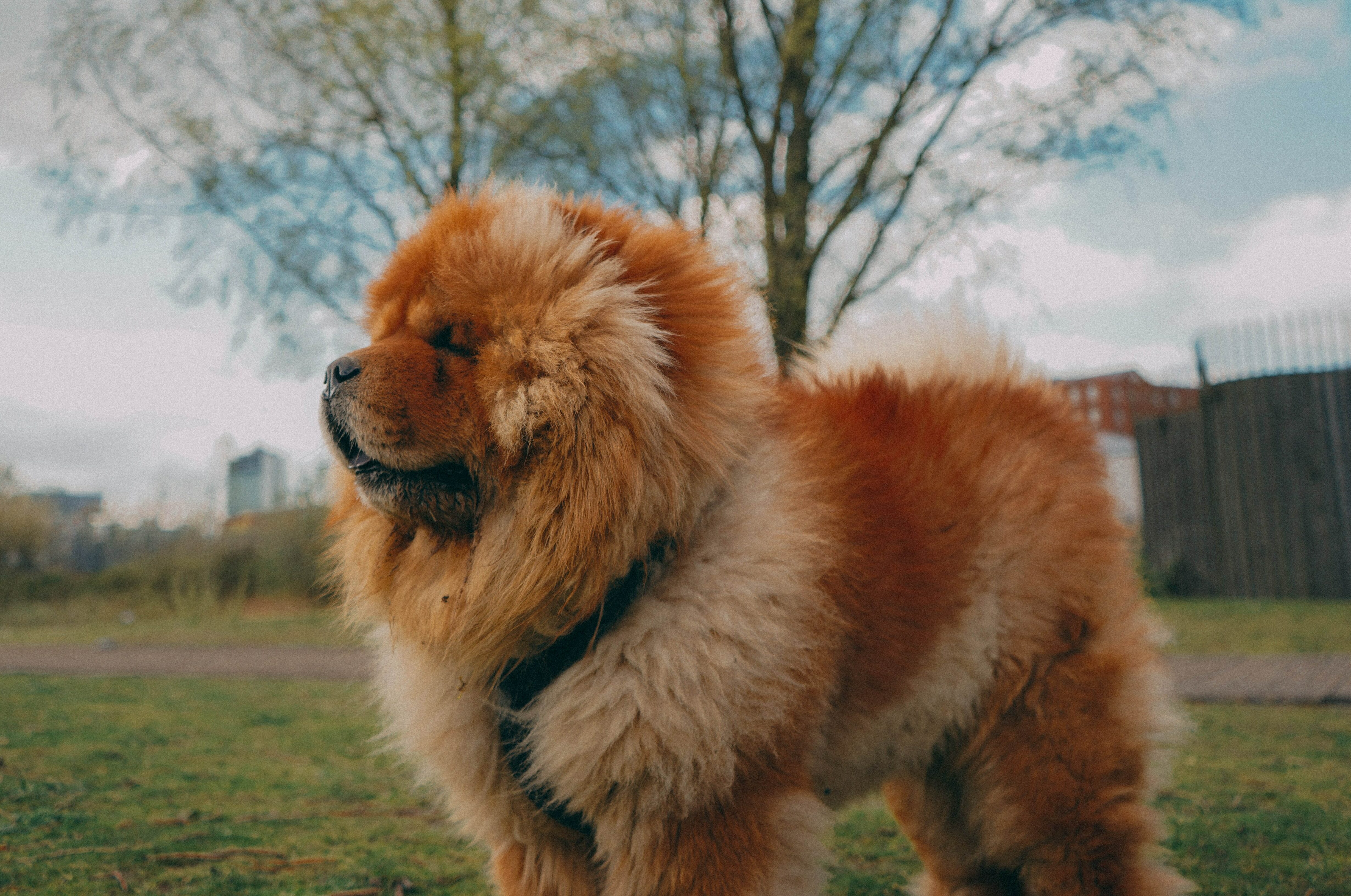 Chow Chow looking Chow Chow looking