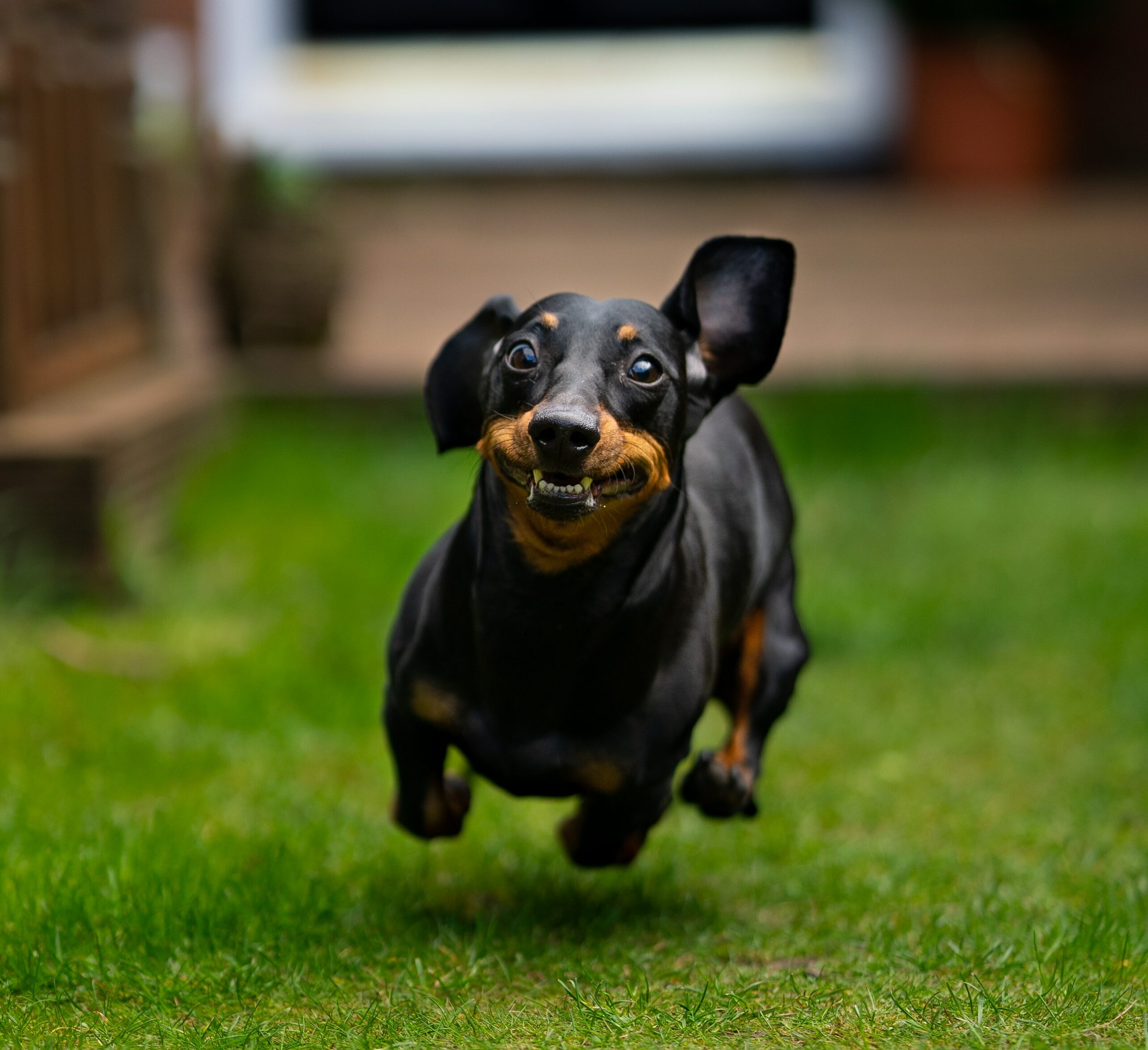 Black Dachshund running Black Dachshund running