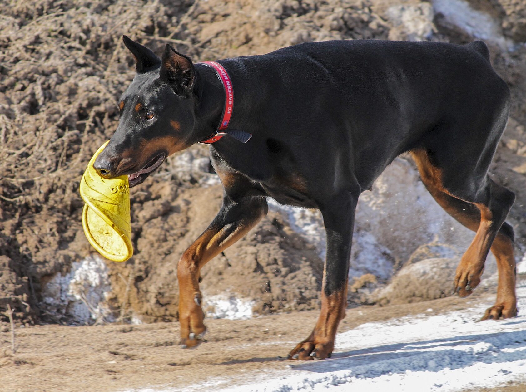 Doberman Pincher walking with toy Doberman Pincher walking with toy