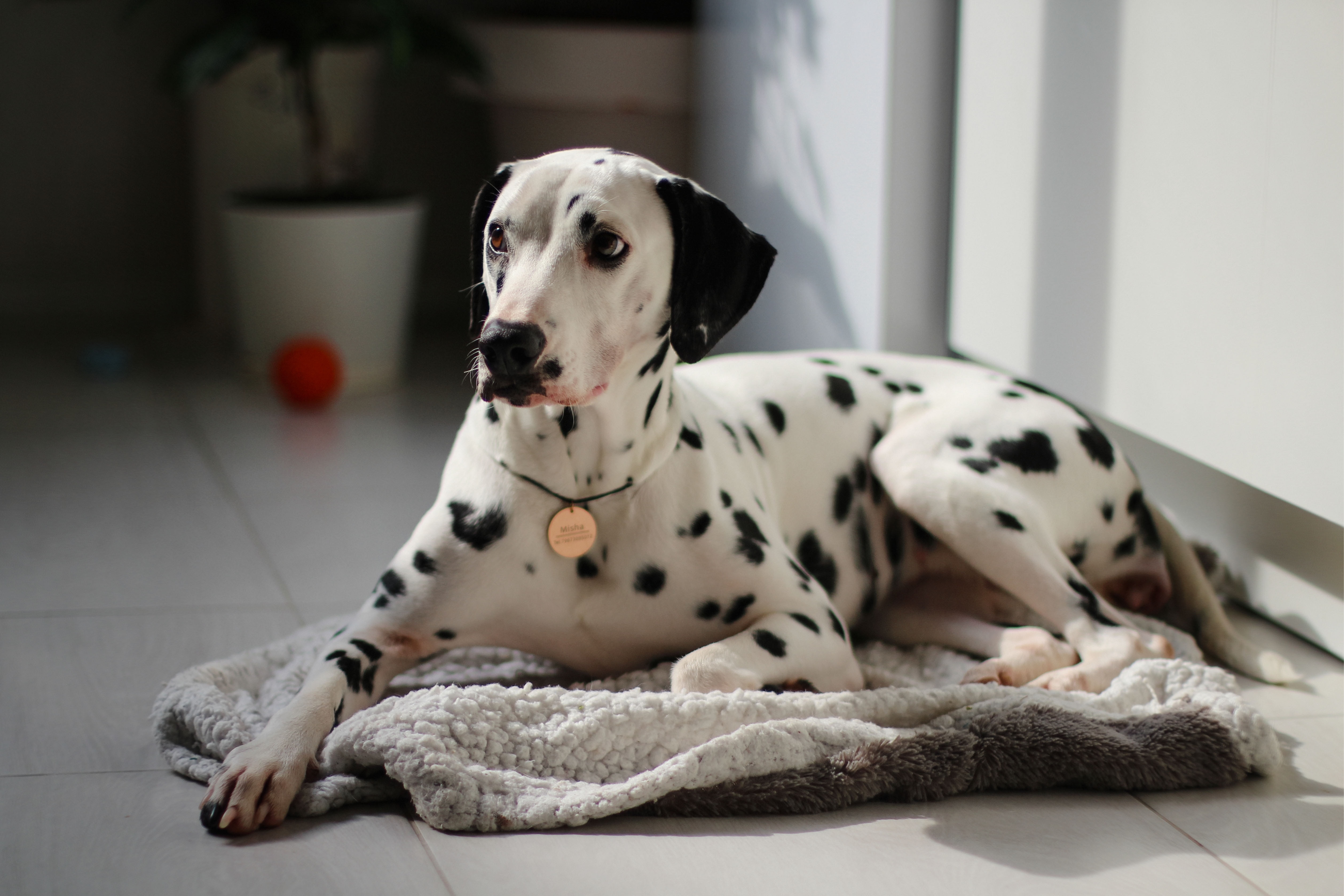White Dalmatian looking and lying on the ground White Dalmatian looking and lying on the ground