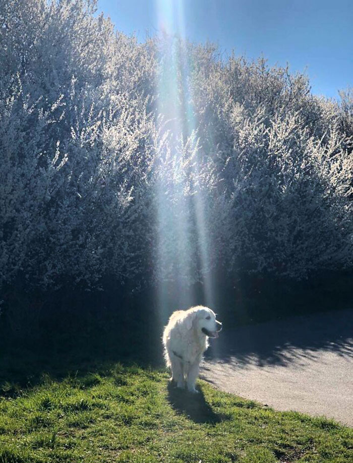 Perro iluminado por un rayo de sol