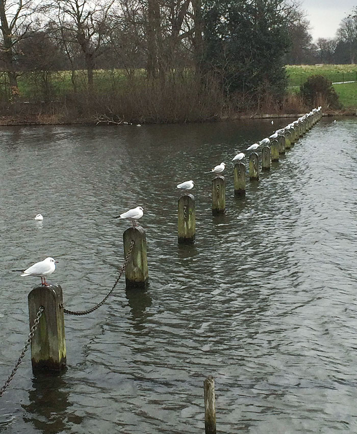 Estos pájaros en el parque