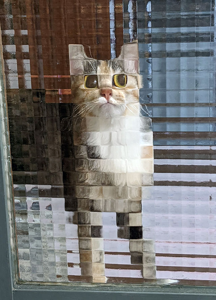 Mi gato parece pixelado