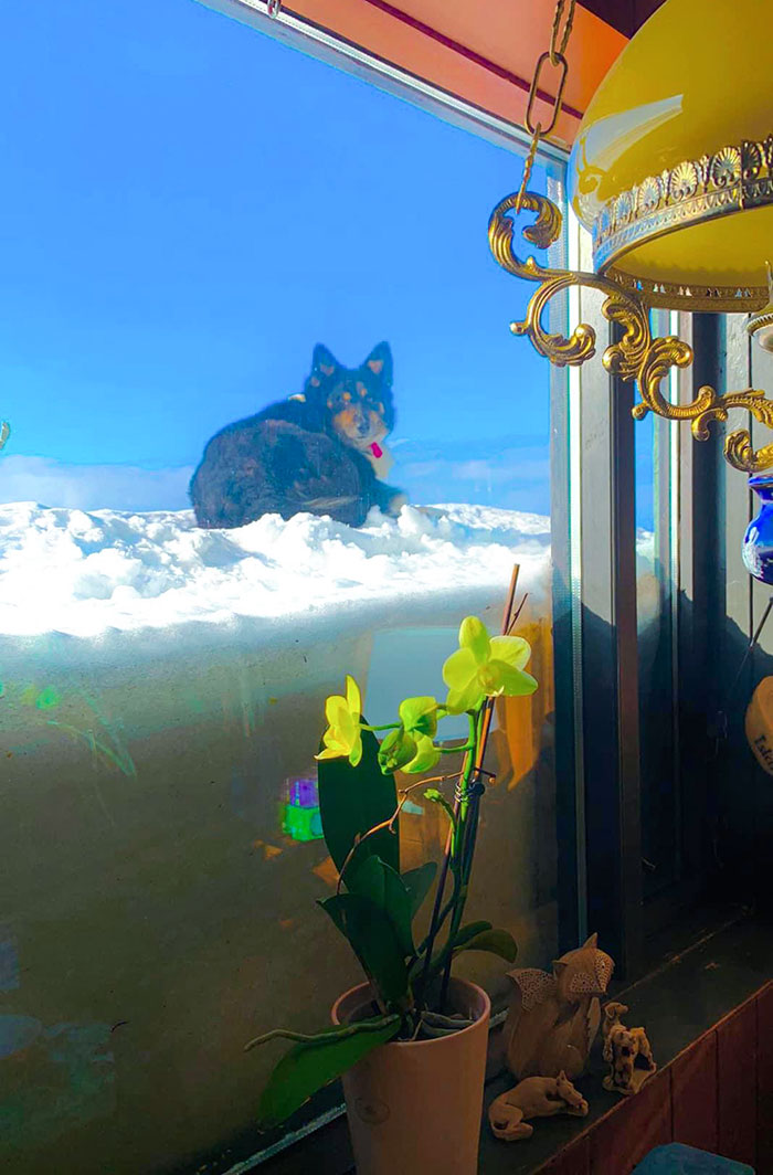 Mi perro en las nubes