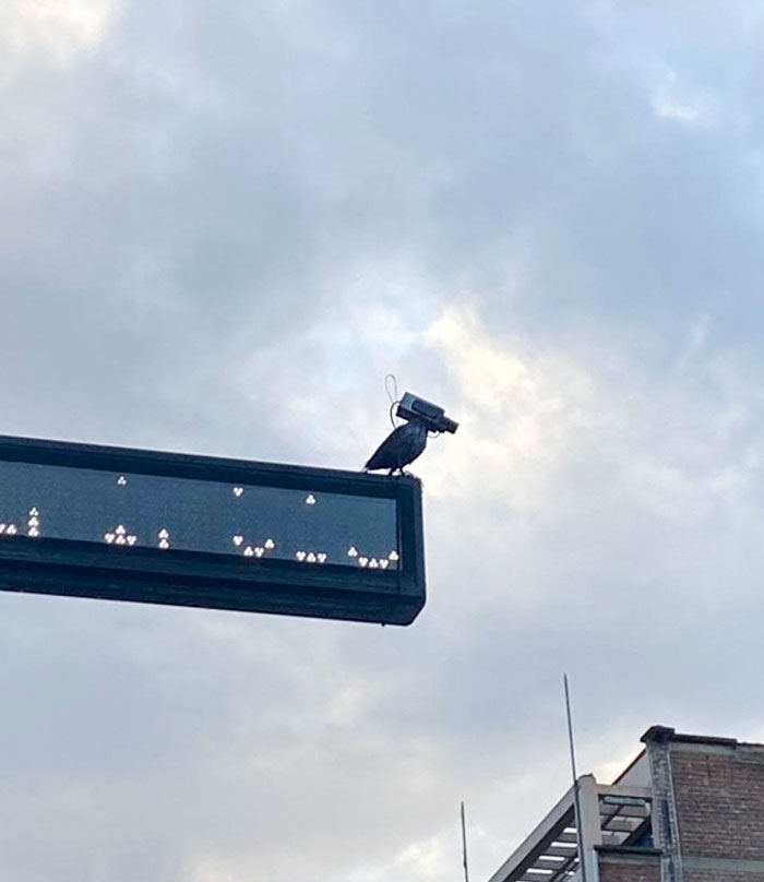 This Confirmed. Birds Are Drones