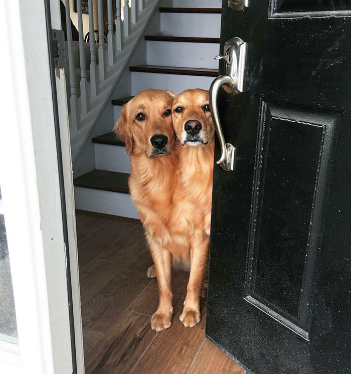Mis perros se han combinado esta mañana