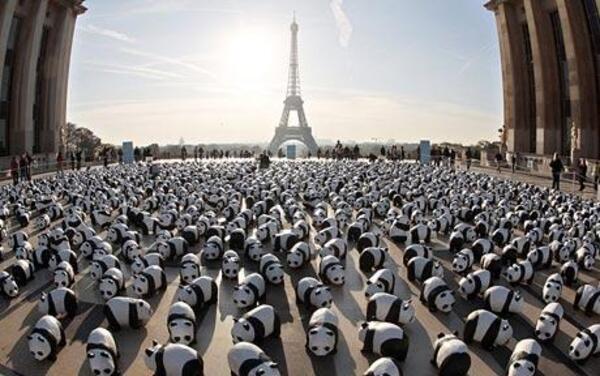 10 Unusual Tales Of Panda Bears